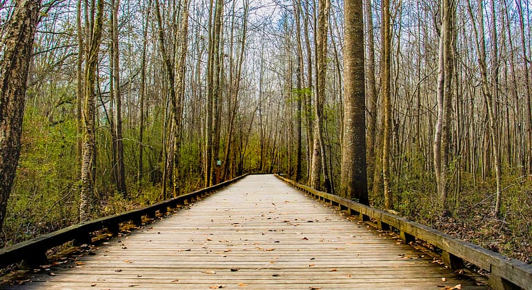 an outdoor wooden trail between trees